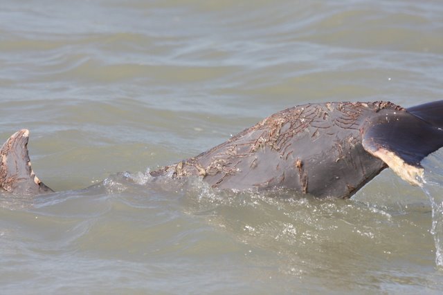 Погрызенный дельфин (6 фото)