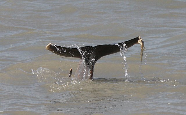 Погрызенный дельфин (6 фото)