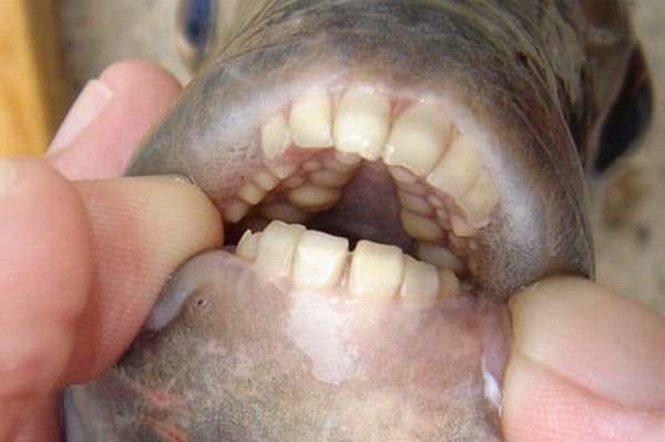Рыбьи зубки (2 фото)