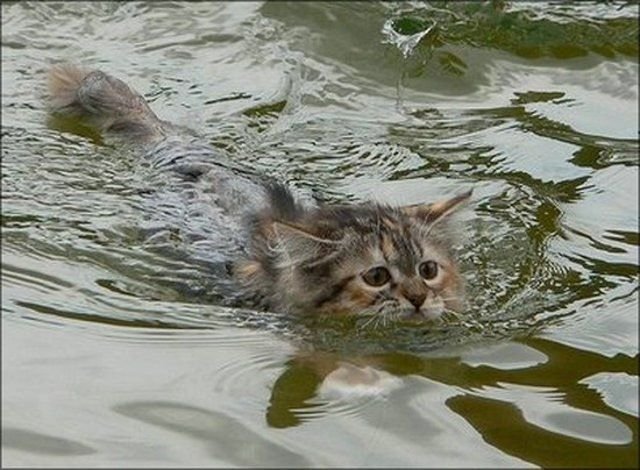 Коты в воде (14 фото)