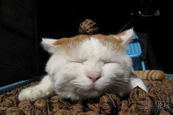 Кот, который любит спать (20 фото)