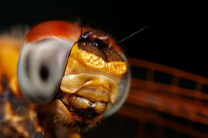 Красивейшие макроснимки насекомых (15 фото)
