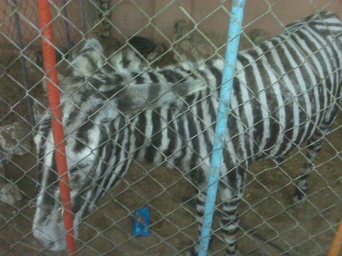Поддельная зебра (2 фото)