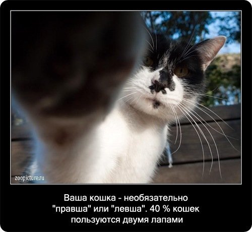 Интересные факты о кошках (90 фото)
