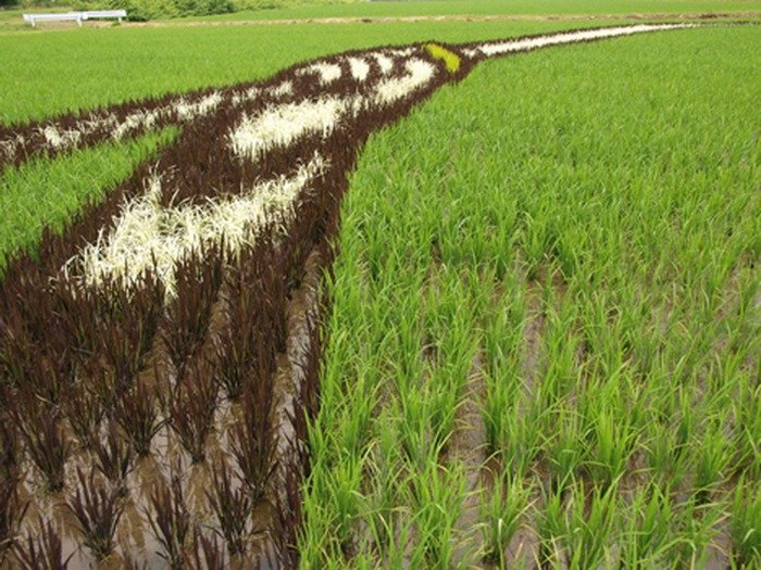 Рисунки на рисовых полях (14 фото)