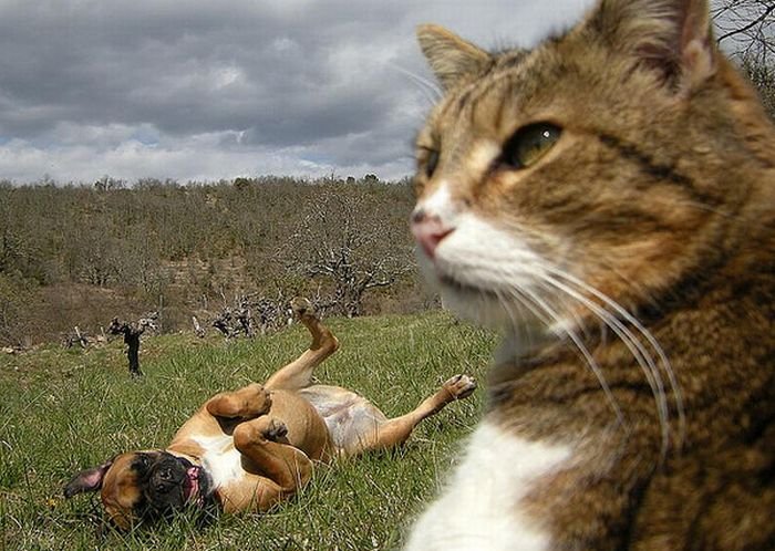 Фотобомбы с собаками и кошками (25 фото)