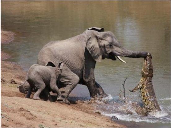 Крокодил порвал слонихе хобот (4 фото)