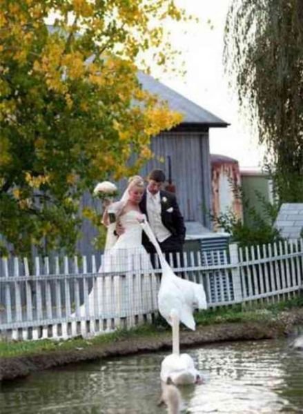 Загонные свадебные снимки (29 фото)