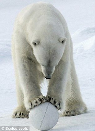 Белый медведь крушит скрытые камеры (7 фото)