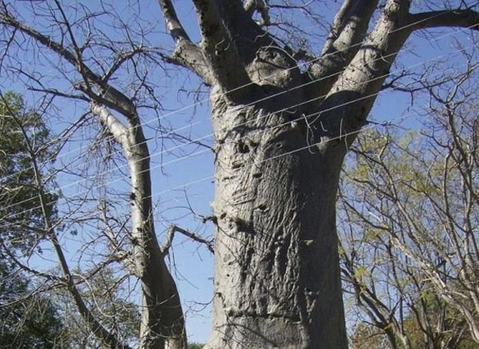 Очень полезное дерево (4 фото)