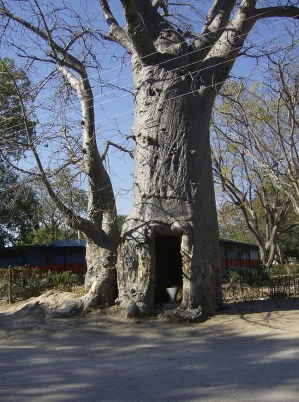 Очень полезное дерево (4 фото)