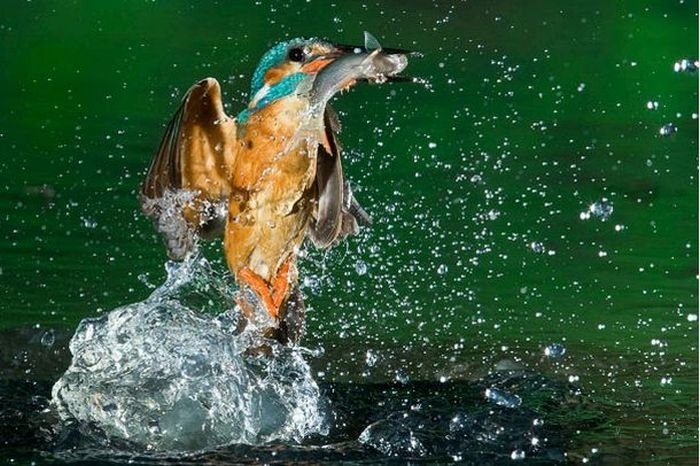 Зимородок ловит рыбу (15 фото)