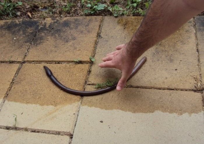 Гигантский червь (4 фото)