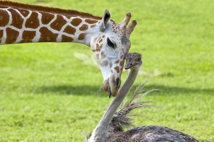 Дружба жирафа и страуса (3 фото)