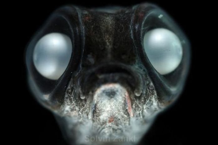Монстры подводного мира (32 фото)