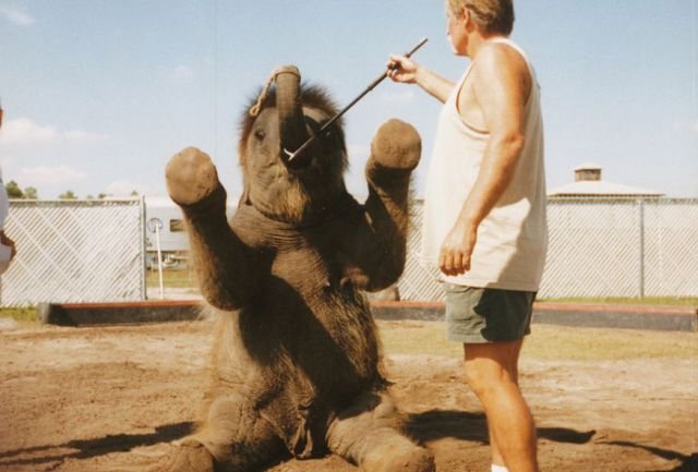 Жесть. Как дрессируют слонов (23 фото)