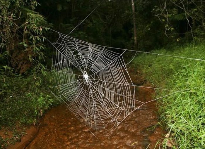 Гигантская паутина (6 фото)