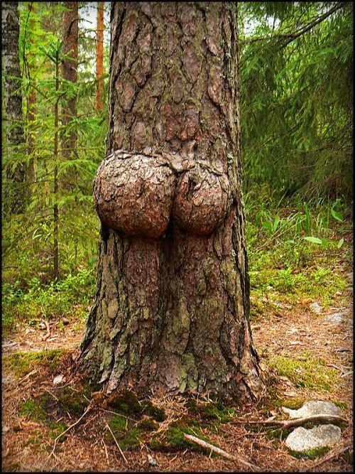 Порнография среди деревьев (12 фото)