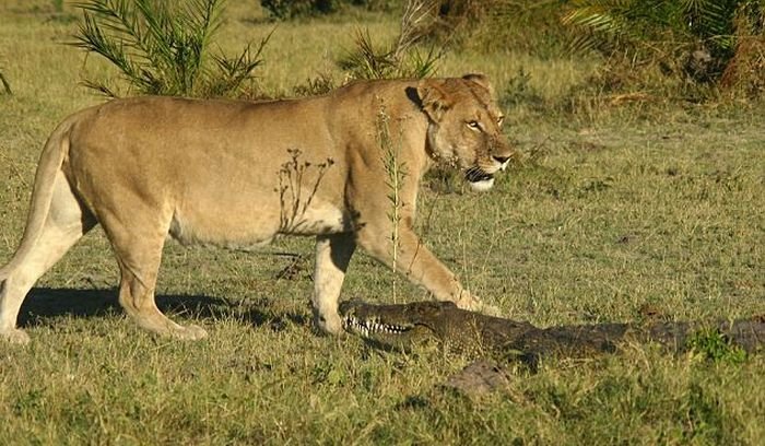 Крокодил против львиц (9 фото)