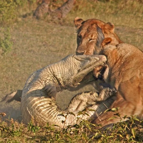 Крокодил против львиц (9 фото)