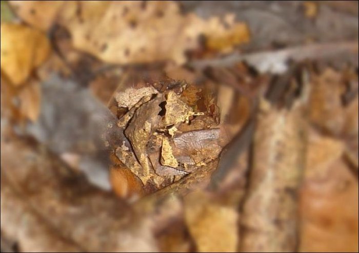 Найдите лягушку (4 фото)