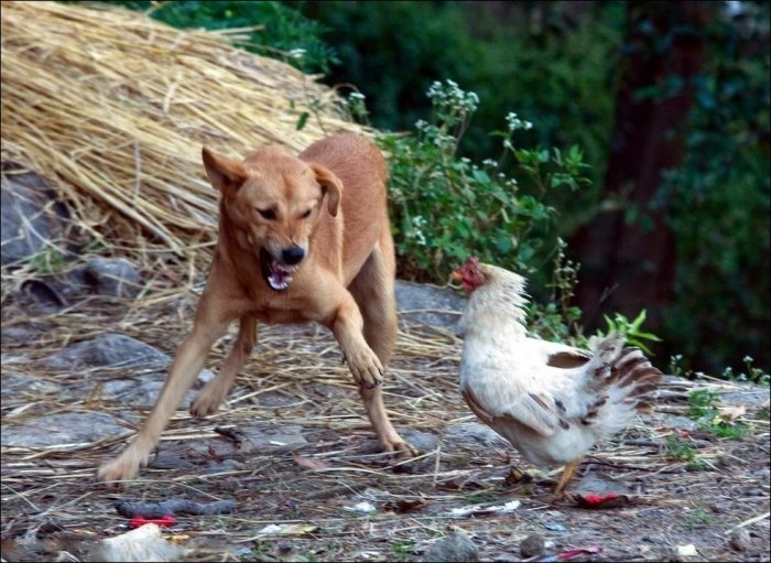 Курица против собаки (3 фото)