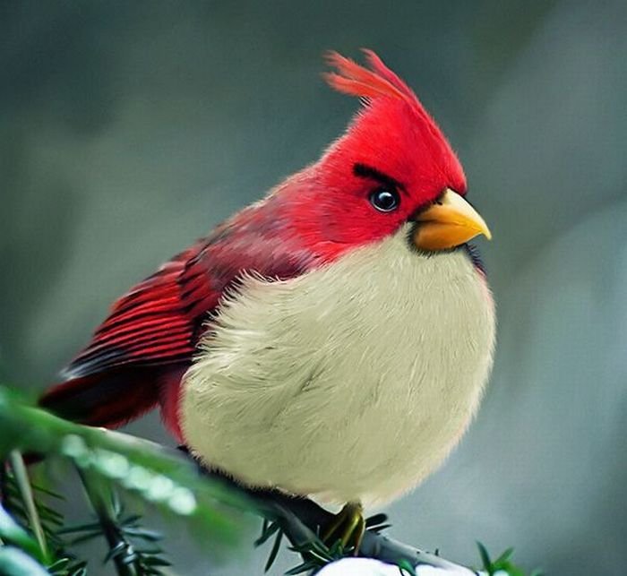 Angry birds в реале (7 фото)