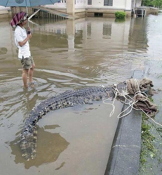 Крокодилы повсюду (24 фото)
