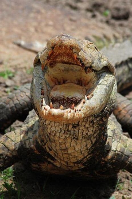 Спокойные крокодилы (19 фото)