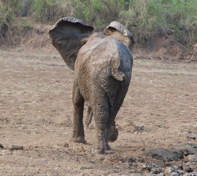 Спасение слонов (17 фото)