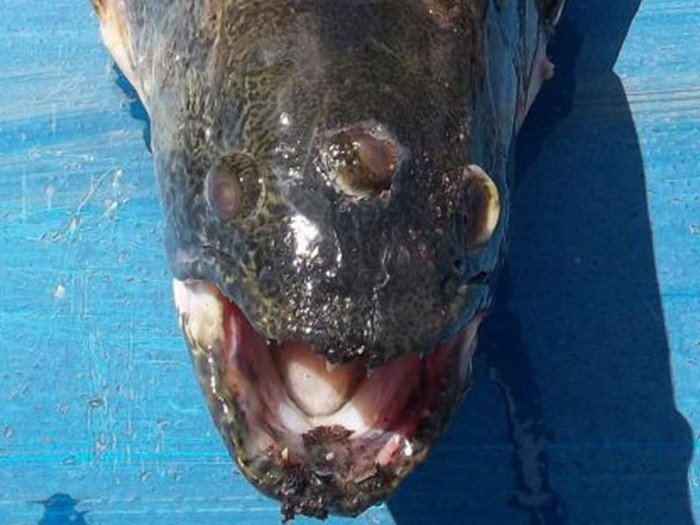 Трехглазая рыба (3 фото)