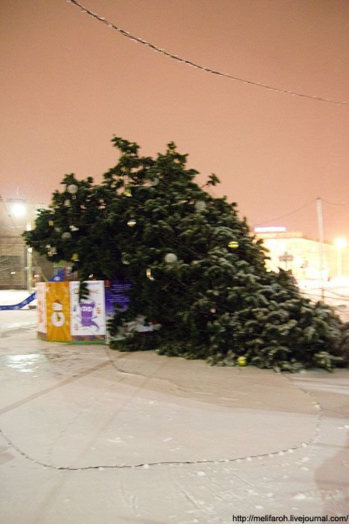 Упавшая елка в Петрозаводске (4 фото)