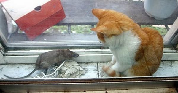 Кот и мышь (6 фото)