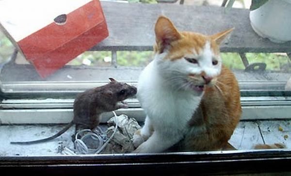 Кот и мышь (6 фото)