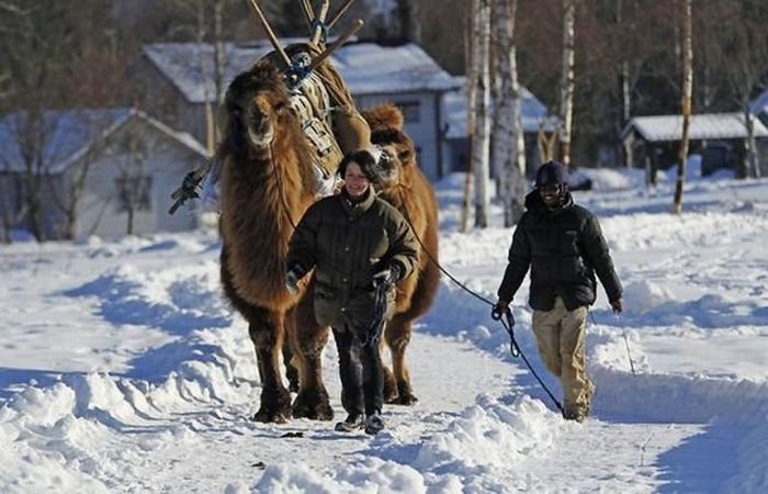 Верблюды в зимней Норвегии (12 фото)