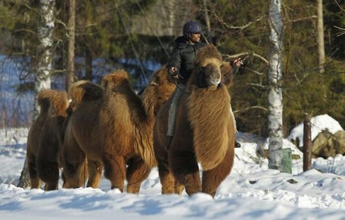 Верблюды в зимней Норвегии (12 фото)