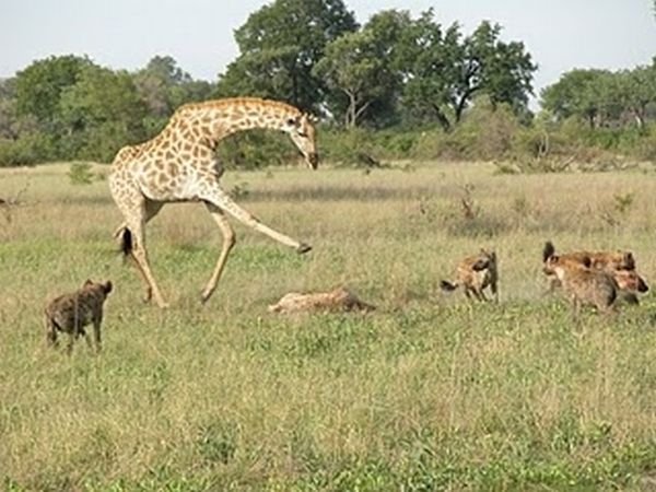 Жираф опасный зверь! (8 фото)