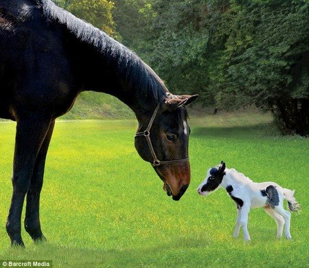 Самая маленькая лошадь в мире (5 фото)