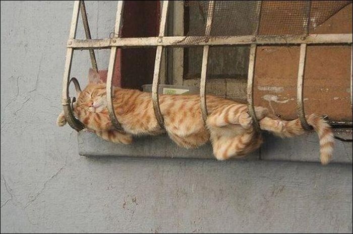 Коты отдыхают (50 фото)