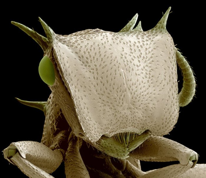 Макрофотографии насекомых (12 фото)