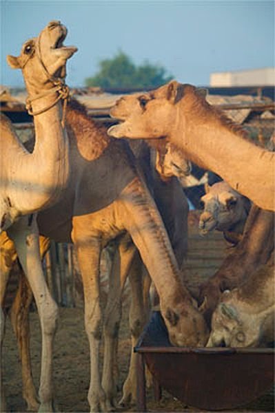 Такие разные верблюды (19 фото)