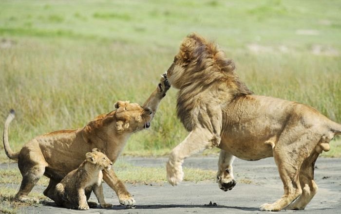 Разборки в львиной семье (4 фото)