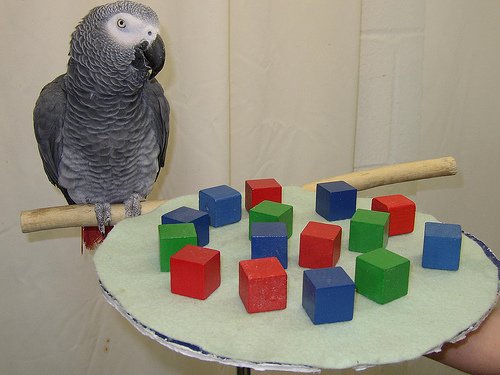 Самая умная птица в мире (3 фото + текст)