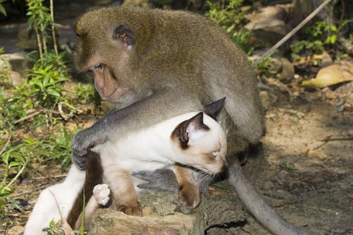 Дружба обезьянки и кошек (15 фото)