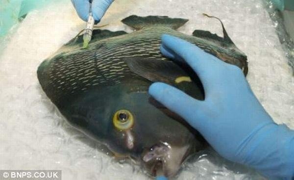 Рыбья операция (4 фото)