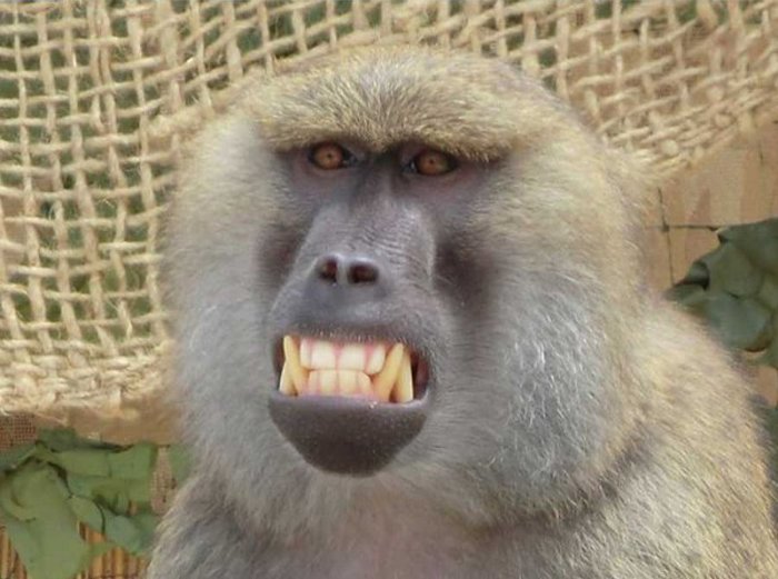 Фотография с обезьянкой (4 фото)
