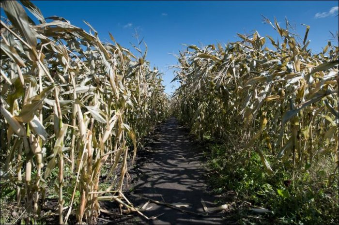 Лабиринт в кукурузном поле (5 фото)