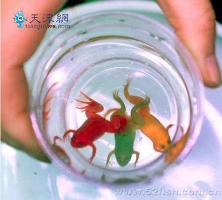Разноцветные лягушки (3 фото)