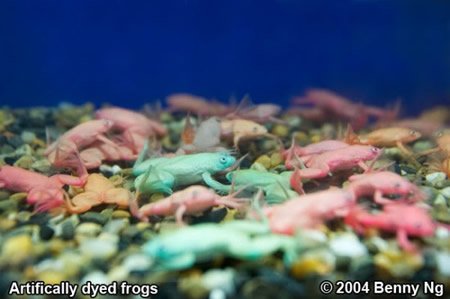 Разноцветные лягушки (3 фото)