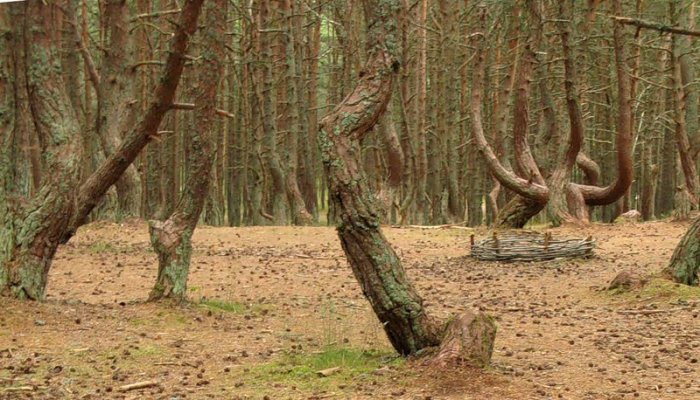 Танцующий лес (14 фото)